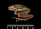 Female adult rocket frog specimen
