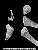 Infant bones from Roman Britain