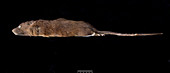 Antillean giant rice rat