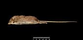 Saint Vincent pygmy rice rat