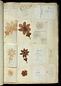 Pressed flowers