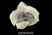 Maidenhair tree (Ginkgo gardneri) fossil