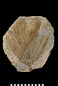 Sabal comanonis plant fossil
