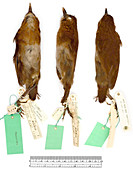 Brown-banded antpit bird