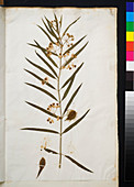 Pressed dogbane (Apocynum sp.)