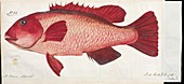 Fish,artwork