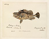 Fish,artwork