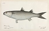 Flat nosed mullet fish,artwork