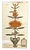 Pressed lion's tail (Leonotis leonurus)