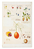 Rare fruits and seeds,artwork
