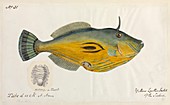 Yellow leatherjacket fish,artwork