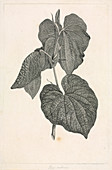 Kava (Piper methysticum),artwork