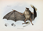 Silky short-tailed bat,artwork