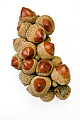 Stone oak (Lithocarpus sp.) nuts