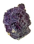 Lepidolite lilac rock crystal
