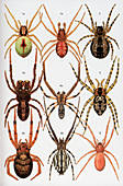 Spiders of Britain and Northern Europe