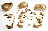 Prehistoric human bone fragments