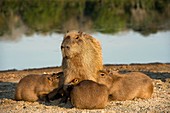 Capybara family