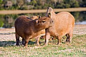 Capybara by a lake
