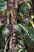 Coco de mer (Lodoicea maldivica) fruit
