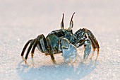 Ghost crab on sand