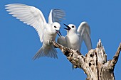 White terns in a tree