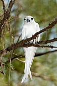 White tern on an egg in a tree