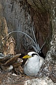 White-tailed tropicbird on its nest