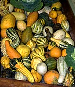 Gourds (Cucurbita sp.)
