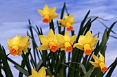 Daffodils (Narcissus 'Jet Fire')