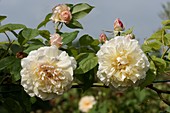 Rose (Rosa 'Celine Forestier')