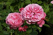 Rose (Rosa 'Leonardo de Vinci')