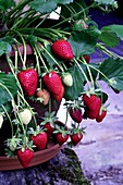 Strawberry (Fragaria 'Kingsize')