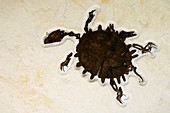 Tortoise fossil