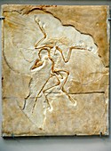 Archaeopteryx fossil,Berlin specimen