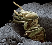 Termite emerging from wood,SEM