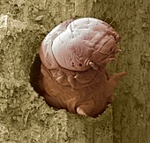 Wood boring beetle larva