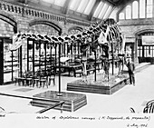 Natural History Museum's Diplodocus,1905
