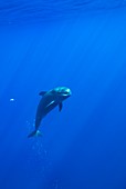 Short-finned pilot whale calf