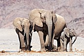 Desert-adapted elephants