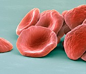 Red blood cells,SEM