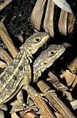 Madagascar spiny iguanas