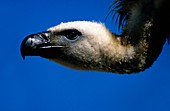 Griffon vulture