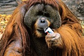 Bornean orangutan with a soft drink can