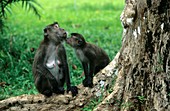 Long-tailed macaques socialising