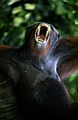 Bornean orangutan yawning