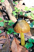 Witch's hat (Hygrocybe conica)