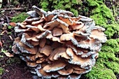 Laetiporus sulphureus fungus