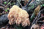 Coral fungus (Ramaria stricta)