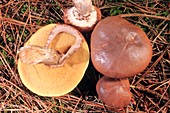 Slippery jack (Suillus luteus) fungus